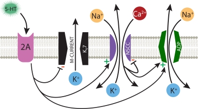 Mechanisms Underlying Serotonergic Excitation of Callosal Projection Neurons in the Mouse Medial Prefrontal Cortex